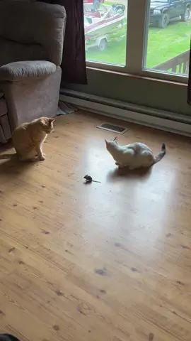 Free 4 cats you will have to feed them, they will starve otherwise. #wvcheck #catsoftiktok #catandmouse 