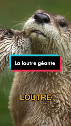 1v1 contre la Loutre Géante du Brésil 🥊🙌  Dans un 1v1 avec une loutre géante, vos chances sont nulles ! Le Brésil possède une loutre géante aussi connue sous le nom de tigre des mers ou loup du fleuve, qui chasse des caïmans en meute pour se nourrir. Donc déjà t’es même pas un caïman alors imagine la facilité avec laquelle elle va te battre ! #loutregéante #brésil #tigredesmers #loupdufleuve #caïmans #aucunechance #voyage #annecdote 