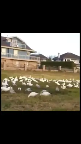 #lookatallthosechickens #lookatallthosechickenstok #lookatallthosechickens🐥🐥🐥🐤🐤🐤 #funny #funnyvideos #funnyvideo #funnymoments #funnyy #funnytiktok #funnymemes #funnymeme #kid #kids #kidsoftiktok #kidstiktok #funnykid #funnykids #f #fyp #foryou #foryoupage #fypシ #fy #foryourpage #fypシ゚viral #fypage #tiktok #trending #trend #tiktokindia #tik_tok #viral #viralvideo #viraltiktok #video #virall #memes #meme #memestiktok #kidmemes #kidmeme 