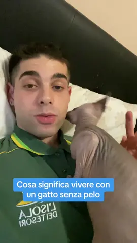 Anche i vostri gatti fanno cosi? #sphynx 