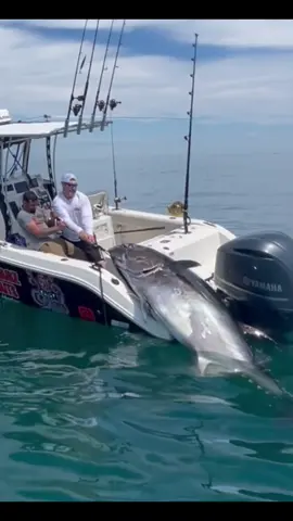 Getting MONSTER tuna in the boat after a long battle 🔥🔥🎣🎣🎣🎣🎣 #bluefin #tuna #offshorefishing #saltwaterfishing #tunafishing #bluefintuna #bigfish #commercialfishing #tuna #wickedtuna #deepseafishing #fishing #Lifestyle #fyp #beach #fishing #beach 