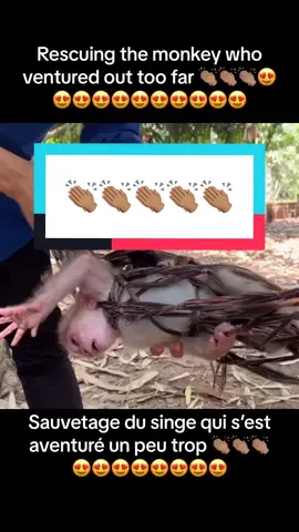 You too are happy when you see this? 😍😍😍👏🏽👏🏽👏🏽👏🏽👏🏽 #animals #explore #monkey               