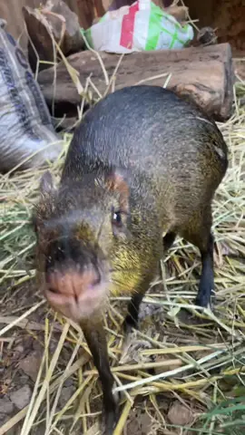 El sihuayro es un animalito muy parecido al Capibara y a diferencia de estos ultimos, son muy timidos y olvidadizos. Me encuentro en #quillabamba y ellos fueron rescatados de un incendio hace algunos años. #animalestiktok #curiosidades 