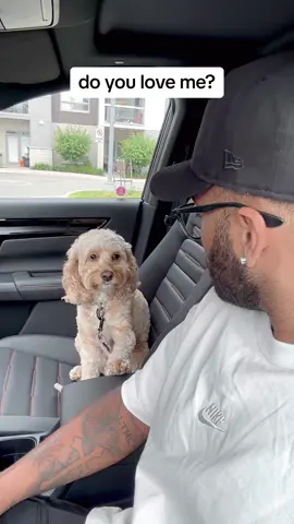 The head nod “yes” at the end 🥺 #puppylove #Love #dogs #dogsoftiktok #lunatheminicockapoo 