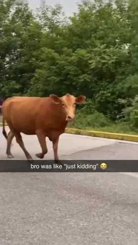#fyp #meme #cow