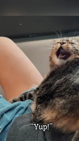 So many plans…. #pennythecat #talkingcat 