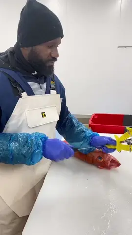 #sébaste#pourtoi #foryoupage #poisson #fish #fisherman #dakar #senegalaise_tik_tok #fypシ #foryoupage #foryou #senegalaise_tik_tok🇸🇳pourtoichallenge #son #villedediawara #cusine #restaurant #restauration #@Foodporn 