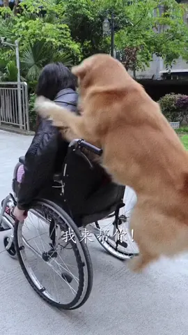 #dogsontiktok #dogsvideo #funnyanimal #smartdog #trendingtiktok #viral #可爱的狗 #聪明的狗 #趋势 #可爱的小狗 #可怜的小狗 #勇敢的狗 #chúchóthôngminh #cúnyêu  #chúchóđángthương 