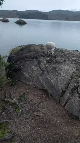 Laguna Esmeralda, un lugar hermoso, donde puedes pasar a retomar energías... Se encuentra a unos 10 km de la ciudad de Cockrane... 09/06/23 #regiondeaysen #amor #parati #patagonaventurera #cumpliendosueños #patagoniachilena #locaperofeliz #viajandoconmisperros #lagunaesmeralda #cockrane 