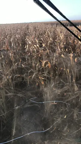 👌🏻#viral #fyp #paratii #johndeere #cosechademaiz #trilladoras 