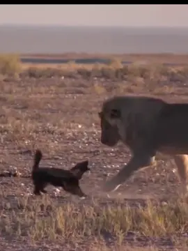 honey badger vs lion#wildanimals #animal #animalworld #honey badger # lion #survivalanimals #survival  #animals 