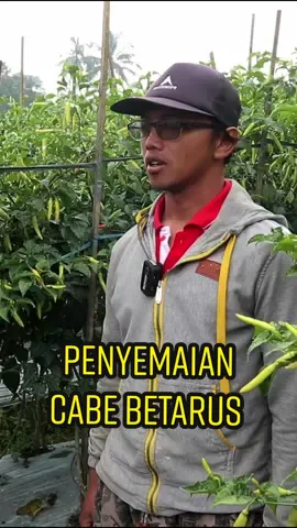 Penyemaian Cabai Betarus terbukti 90℅ memuaskan  #cabepedas🌶 #caberawit #petaniindonesia🇮🇩🇮🇩🇮🇩🌿🌿 #betarus 