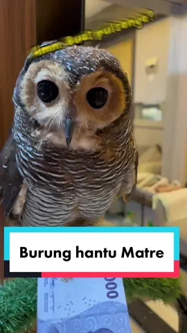 Burung Hantu Zaman Now juga ngerti duit ya!😂 #bibibfamily #burunghantu #owls #burunghantulucu 