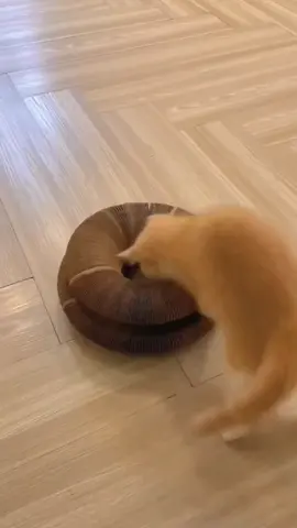 Are you looking for the perfect cat scratcher for your cat? 🤔This Donut Foldable Cat Toy Scratcher is the perfect scratching toy that gives  interactive fun to your furry pet!🤩👉 https://superkittycats.com/products/donut-foldable-cat-toy-scratcher