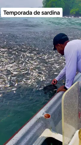 Impresionante. Temporada de sardina #pesca #viajesporelmundo #turismo #anuelpescador
