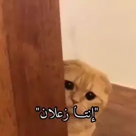 #cat #fyp #foryou #meme #pet #trending #catslovers #babykatze #babycat #angrycat #foryoupage # #cat #fyp #foryou#meme قطط كيوت قطط مضحكه قطط مع أطفال 