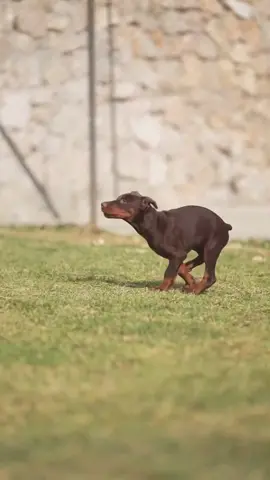 like the wind 💨   #doberman #dog #dogs #reels #viral #puppy #puppies #cute #little #run #fast
