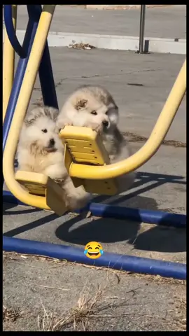mắc cười với mấy em này quá 😂😂😂🥰❤️😘 #xuhuong #videoviral #funnyvideos #trend #dog #dogsoftiktok #cutedog #😄😄😄 #❤️❤️❤️ 