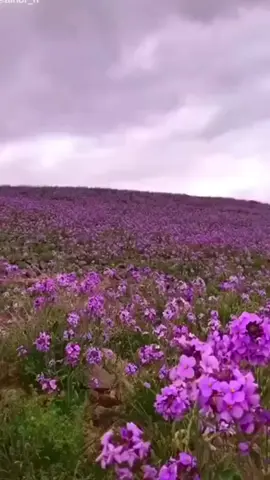 #الشمال#عرعر#عرعرنا#الحدود الشماليه#اكسبلور