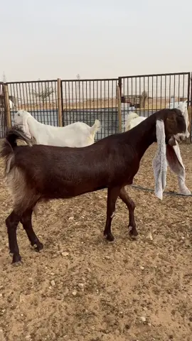 #السعودية #اغنام_السعوديه  #الكويت