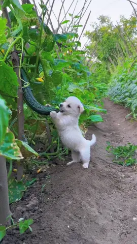Little puppy eating cucumber #puppy #dog #animals #cute