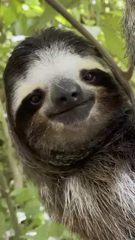 POV: You found the most handsome sloth you have ever seen. How would you name it? Visit our website for more sloth content and news!  #CostaRica #pedropascal #cute #hot #sloth #slothtoboss #conservation 