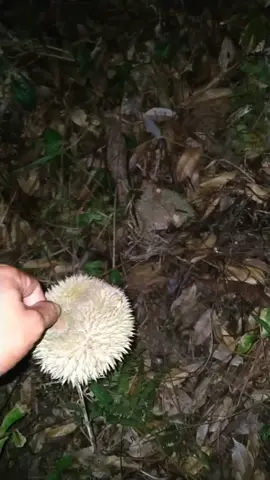 berburu durian malam hari #CapCut #TikTokPromote #fypシ #fyp #durianruntuh #durian #perintisbukanpewaris 