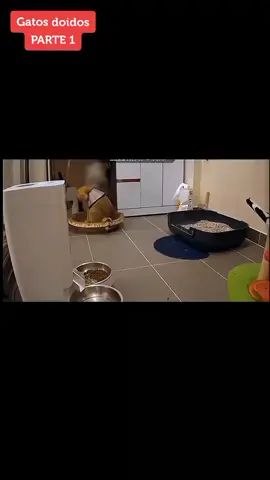 Que loucura kkkk Vejam esses vídeos de gatos se assustando 😂 #gatosdoidos #gatosengracados #funnycat #petsapeca #catsoftiktok #gatos 