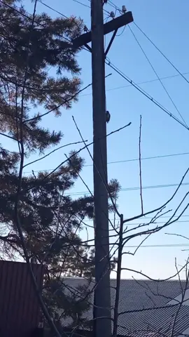 И так каждый день #дятел #туктук #тыпоголовесебепостучи 