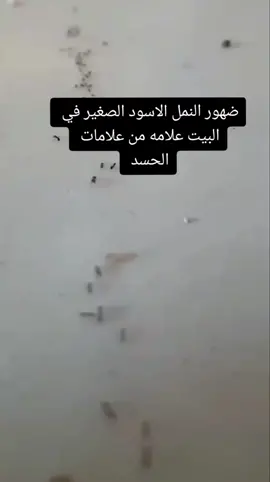 ضهور النمل في البيت بكثره علامه من علامات الحسد #النمل 