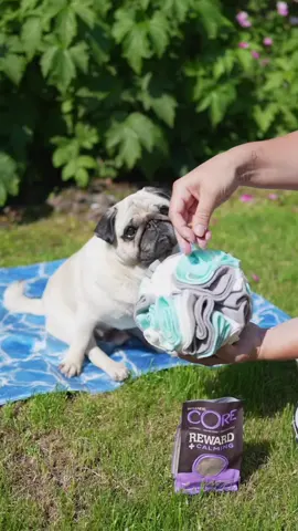 Summer fun with @Wellness Pet Food ☀️ These mobility treats keep me agile and are perfect for outdoor enrichment! 😋 #puggysmalls #wellness #dogsoftiktok #summervibes 
