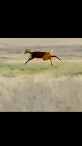 #wildanimals #wildlife #deerjump #jump #vira #vialplz 