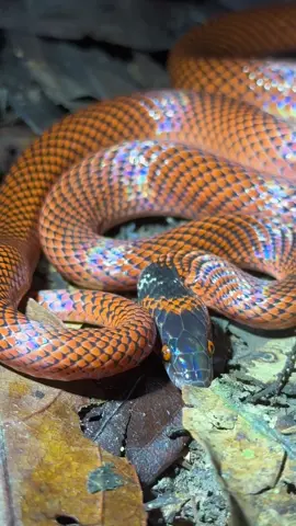 Exploring the Amazon rainforest at night! #anaconda#amazon#everglades#amazonrainforest#jungle#foryou#fyp#foryoupage#foryourpage#SouthAmerica#Perú#florida#rainforestfacts#viral#wildlife#insects#fish#frog#spider#professional#conservation#ecosystem#nature#naturevibes#dog#puppy#swamp 
