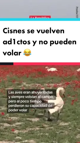 😂 || #Eslovaquia #Insolito #Insólito #Curioso #Funny #Fun #Humor #Gracioso #Viral #Cisne #Cisnes #Noticias #News #EntreteNews #LaRepublica 