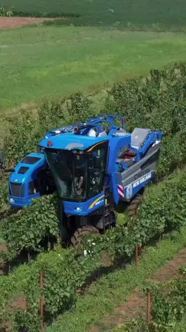 Acompanhe a colheita mecanizada de uva! #uva #colheita #grape #agrobatidao #parreira #vinha #videira #vinho