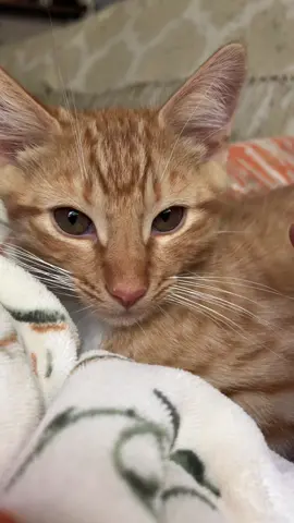 Whisker banjo! #fyp #fypシ #foryou #catsoftiktok #kittensoftiktok #cutecat #kitten 