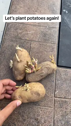 Lets grow potatoes #gardening #potatosowing #fyp #homegarden #foryoupage 