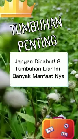 8 Tumbuhan Penting #patikankebo #daunsirihcina #bayamduri #tempuyung #antinganting #meniran #babadotan #kitolod 