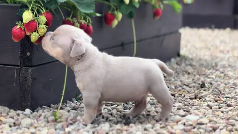 #милашка❤️ #щеночек❤️ #булочка 