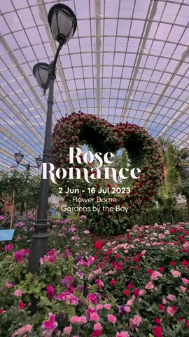 🌹Inspired by the romantic charm of Puglia, Italy, this year's Rose Romance is a must-see for any plant lover. Also, do remember to. take part in our snap and win contest to win a pair of tickets from Singapore to Italy too! 🌹Rose Romance 🗓️2 Jun - 16 Jul 2023 📍Flower Dome 👉🏻tiny.cc/RoseRomance2023 #gardensbythebay #RoseRomanceGBB #FlowerDome #Rose #VisitSingapore