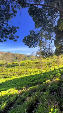 Vibes kebun teh di FTV 🌳🌳✨🌦️ #pangalengan #kebuntehmalabar #explorebandung #healing #bandung #situcileunca #sunrisepointcukul #nimohighland 