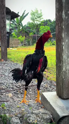 Mr. jaka sembung 🤍✨🥶 KokKhoy Super Lock 🔐 #viral  #ayambangkok 