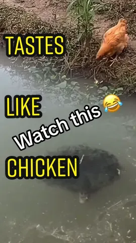 They eat EVERYTHING 😂 #fishing #fishtok #fish #bigfish #tasteslikechicken #snakehead #snakeheadfishing #snakeheadfish #attack #crazywildlife #fypdong #fypシ #fypシ 