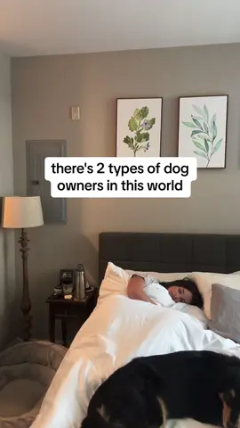 Which one are you? Tbh its his bed fr #dogsoftiktok 