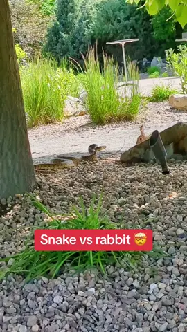 Y are they beefing??? #animals #crazynature #shoutoutot (via gisellegk8/IG)