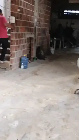 quebrando um rolex só de raiva