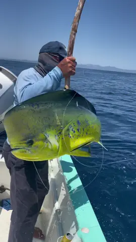 Pesca de Dorado Mahi Mahi 🎣 te invito a vivir esta experiencia 🤩 La Paz Baja California Sur 🌵🏜️ #lapaz #lapazbcs #lapazbajacaliforniasur #lapazbajacaliforniasur🏖🌴🌅🌵 #pesca #pescando #pescaconcaña #pescadefondo #pescado #fishinglife #comopescar #aprendiendoentiktok #fishing #fishingtiktoks #cocinando #pescaycocina  #visitmexico #visitbajasur #pescadeportiva  #bajamolinitoexperience  