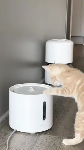 #catfountain #catsoftiktok #cats #asmr #fyp #cat 