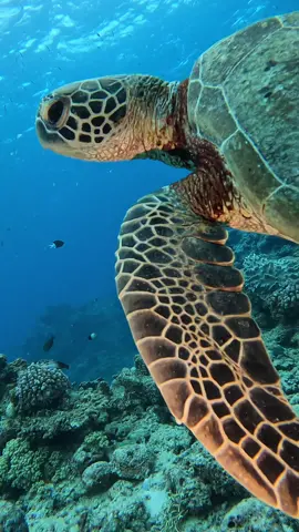 Peaceful moments on the reef 🤿 #greatbarrierreef #coralreef #marinelife #seaturtle #seeaustralia #travelaustralia #australia #scubatok #scubadive #scubainstructor #travel #underwaterphotography #ocean #beautifuldestinations #underwater #marinebiology 