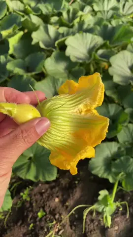 We control the genetics of certain plants. These are destined to be our biggest pumpkins and seed stock #seed #garden #pumpkin #gardening #giantpumpkingrowing #backyard #satire #kin 
